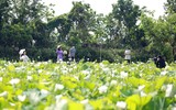 Ngắm đầm sen trắng tinh khôi, hiếm có ở Hà Nội