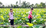 Ngắm đầm sen trắng tinh khôi, hiếm có ở Hà Nội