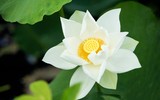 Ngắm đầm sen trắng tinh khôi, hiếm có ở Hà Nội