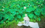 Ngắm đầm sen trắng tinh khôi, hiếm có ở Hà Nội