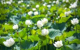 Ngắm đầm sen trắng tinh khôi, hiếm có ở Hà Nội