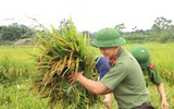 Áo xanh - cầu vai đỏ ngâm mình trong biển nước, cứu lúa giúp người dân
