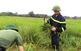 Áo xanh - cầu vai đỏ ngâm mình trong biển nước, cứu lúa giúp người dân