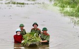 Áo xanh - cầu vai đỏ ngâm mình trong biển nước, cứu lúa giúp người dân