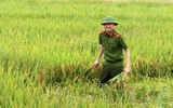 Áo xanh - cầu vai đỏ ngâm mình trong biển nước, cứu lúa giúp người dân