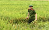 Áo xanh - cầu vai đỏ ngâm mình trong biển nước, cứu lúa giúp người dân