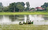 Áo xanh - cầu vai đỏ ngâm mình trong biển nước, cứu lúa giúp người dân