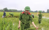 Áo xanh - cầu vai đỏ ngâm mình trong biển nước, cứu lúa giúp người dân