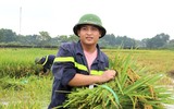 Áo xanh - cầu vai đỏ ngâm mình trong biển nước, cứu lúa giúp người dân