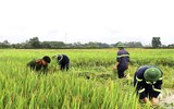 Áo xanh - cầu vai đỏ ngâm mình trong biển nước, cứu lúa giúp người dân