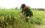 Áo xanh - cầu vai đỏ ngâm mình trong biển nước, cứu lúa giúp người dân