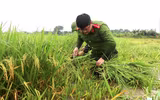 Áo xanh - cầu vai đỏ ngâm mình trong biển nước, cứu lúa giúp người dân