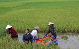 Áo xanh - cầu vai đỏ ngâm mình trong biển nước, cứu lúa giúp người dân