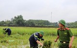 Áo xanh - cầu vai đỏ ngâm mình trong biển nước, cứu lúa giúp người dân
