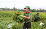 Áo xanh - cầu vai đỏ ngâm mình trong biển nước, cứu lúa giúp người dân