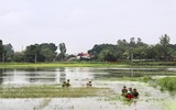 Áo xanh - cầu vai đỏ ngâm mình trong biển nước, cứu lúa giúp người dân