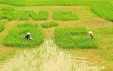 Ngắm cờ hội 