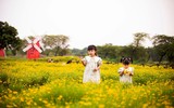 Ngắm vườn cúc sao băng cùng cây cô đơn tuyệt đẹp ở Hà Nội