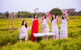 Ngắm vườn cúc sao băng cùng cây cô đơn tuyệt đẹp ở Hà Nội