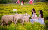 Ngắm vườn cúc sao băng cùng cây cô đơn tuyệt đẹp ở Hà Nội