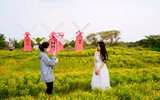 Ngắm vườn cúc sao băng cùng cây cô đơn tuyệt đẹp ở Hà Nội