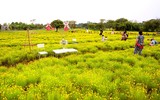 Ngắm vườn cúc sao băng cùng cây cô đơn tuyệt đẹp ở Hà Nội