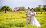 Ngắm vườn cúc sao băng cùng cây cô đơn tuyệt đẹp ở Hà Nội