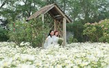 Vườn hoa cúc họa mi rộng hơn 2.000m2 khoe sắc ở Hà Nội
