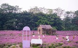 Giới trẻ Hà Nội háo hức với cánh đồng cúc bách nhật