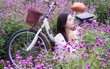 Giới trẻ Hà Nội háo hức với cánh đồng cúc bách nhật