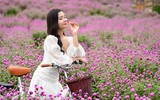 Giới trẻ Hà Nội háo hức với cánh đồng cúc bách nhật