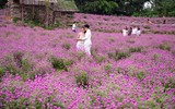 Giới trẻ Hà Nội háo hức với cánh đồng cúc bách nhật