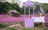 Giới trẻ Hà Nội háo hức với cánh đồng cúc bách nhật