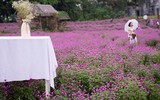 Giới trẻ Hà Nội háo hức với cánh đồng cúc bách nhật