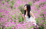 Giới trẻ Hà Nội háo hức với cánh đồng cúc bách nhật