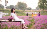 Giới trẻ Hà Nội háo hức với cánh đồng cúc bách nhật