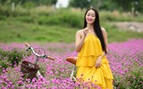 Giới trẻ Hà Nội háo hức với cánh đồng cúc bách nhật