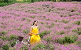 Giới trẻ Hà Nội háo hức với cánh đồng cúc bách nhật