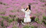 Giới trẻ Hà Nội háo hức với cánh đồng cúc bách nhật