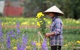 Những hình ảnh đẹp về làng hoa Khương Hạ