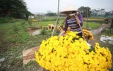 Những hình ảnh đẹp về làng hoa Khương Hạ