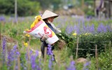 Những hình ảnh đẹp về làng hoa Khương Hạ