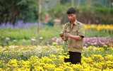 Những hình ảnh đẹp về làng hoa Khương Hạ