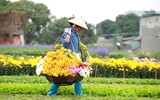 Những hình ảnh đẹp về làng hoa Khương Hạ