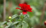 Những hình ảnh đẹp về làng hoa Khương Hạ