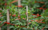 Những hình ảnh đẹp về làng hoa Khương Hạ