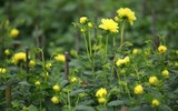 Những hình ảnh đẹp về làng hoa Khương Hạ