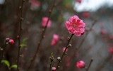 Cận cảnh đào rừng cổ thụ giá hơn trăm triệu ở Hà Nội 