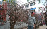 Cận cảnh đào rừng cổ thụ giá hơn trăm triệu ở Hà Nội 