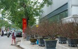 Cận cảnh đào rừng cổ thụ giá hơn trăm triệu ở Hà Nội 